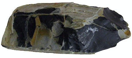 Tiwai Point black argillite. Source: Southland Argillite in Prehistory.