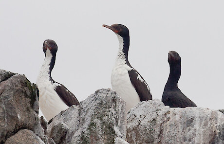 Foveaux shag. Photo: Wikipedia