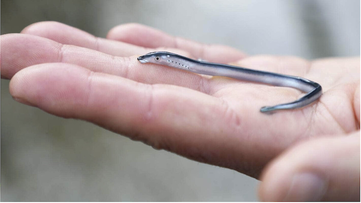 Kanakana turn a silver-blue colour when they are ready to migrate out to sea where they live as parasites to marine mammals.