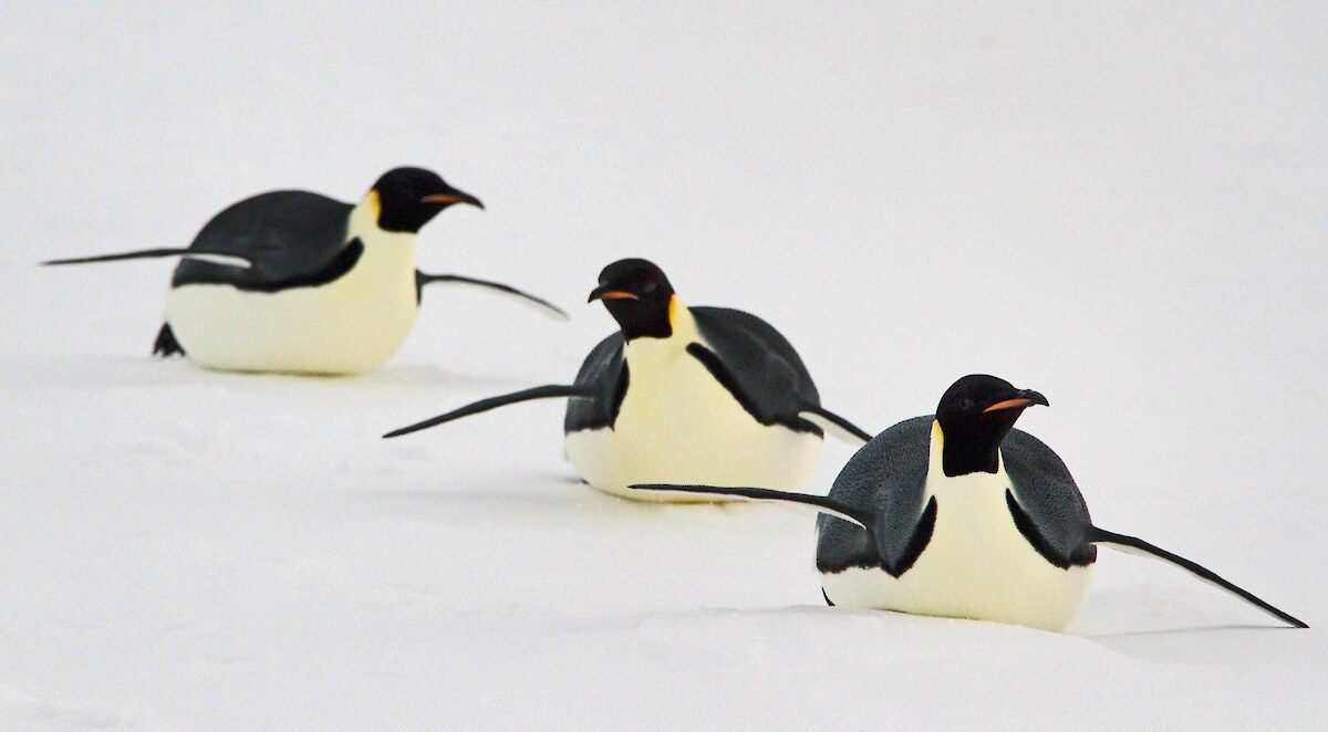 Three emperor penguins travelling across the sea ice.