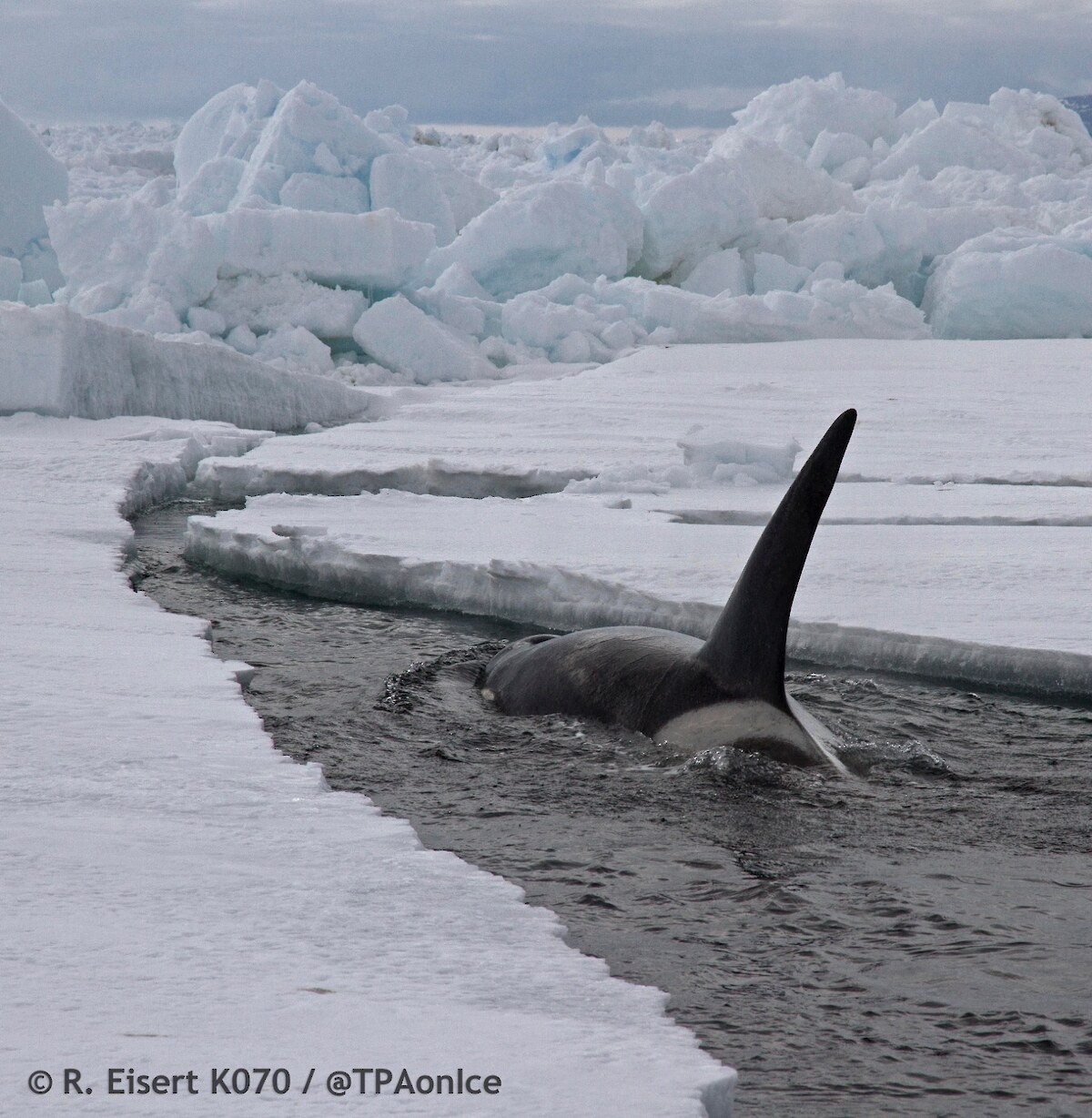 The Ross Sea region is home to a distinctive type of kākahi (killer whale) that hunts toothfish and skilfully navigates through sea ice.