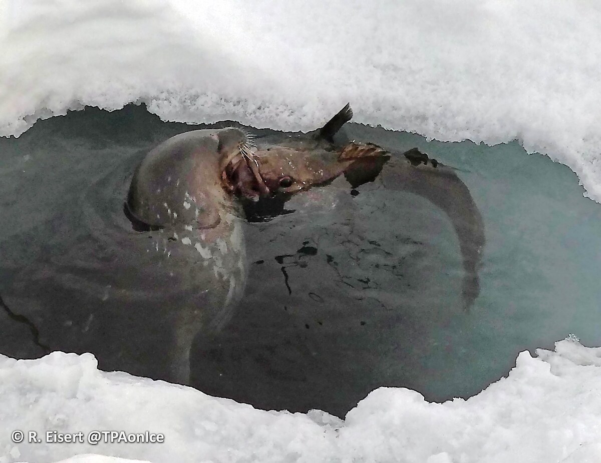 A Weddell seal grapples with a toothfish in the sea ice.