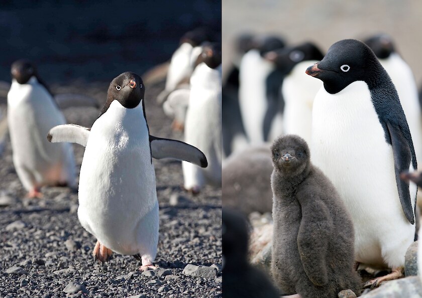 The Ross Sea region is home to the Adélie penguin, a small but fearless bird. Right: : An Adélie penguin and its chick.
