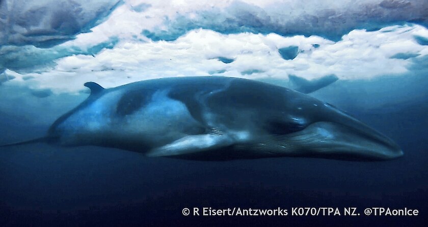 A pakake/minke whale swimming beneath the sea ice in the southern Ross Sea.