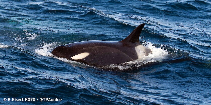 Kākahi (killer whales) are the largest member of the dolphin family and the Ocean’s true top predator.