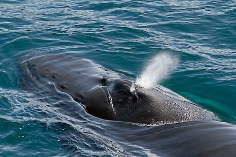 A close-up of a curious paikea (Megaptera novaeangliae) visiting our ship. As baleen whales, paikea have paired blowholes, whereas toothed whales (including parāoa and kākahi) breathe through a single blowhole. © Dr Regina Eisert.