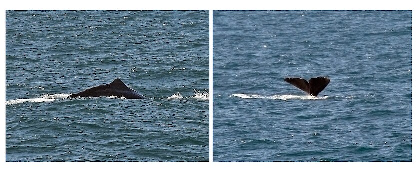 Left: The parāoa’s back showing the characteristic wrinkled skin, dorsal ridge, and small, triangular dorsal fin. © Kate Sutherland. Right: Parāoa show their tail fluke before diving. The shape and pattern of notches on the trailing edge of the fluke are unique and can be used to identify individual whales. This will allow us to track whales travelling between New Zealand and the Southern Ocean. © Agnès Brenière.