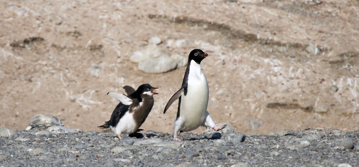 A hungry penguin chick is chasing its parent through the colony. © Dr Regina Eisert.
