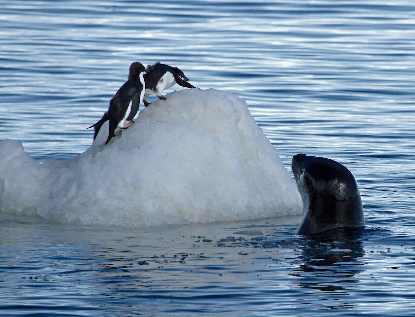 Three older penguin chicks just managed to scramble out of the water and onto an ice floe before a leopard seal could catch them. Although the seal circled the ice floe a few times, it had to give up in the end and the penguins escaped this time. © Dr Regina Eisert.