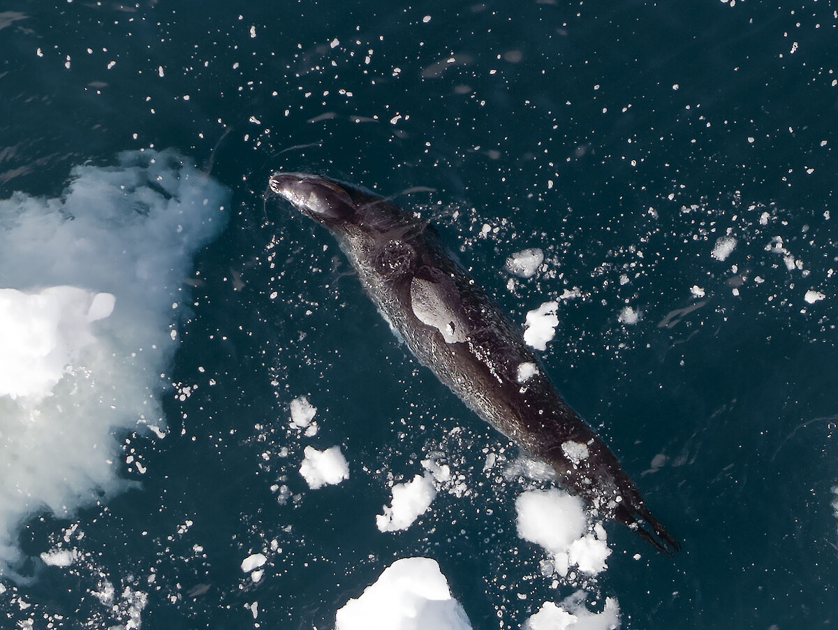 A leopard seal is patrolling the bay at Cape Adare. Filmed using the drone pictured above. © Colin Aitchison.