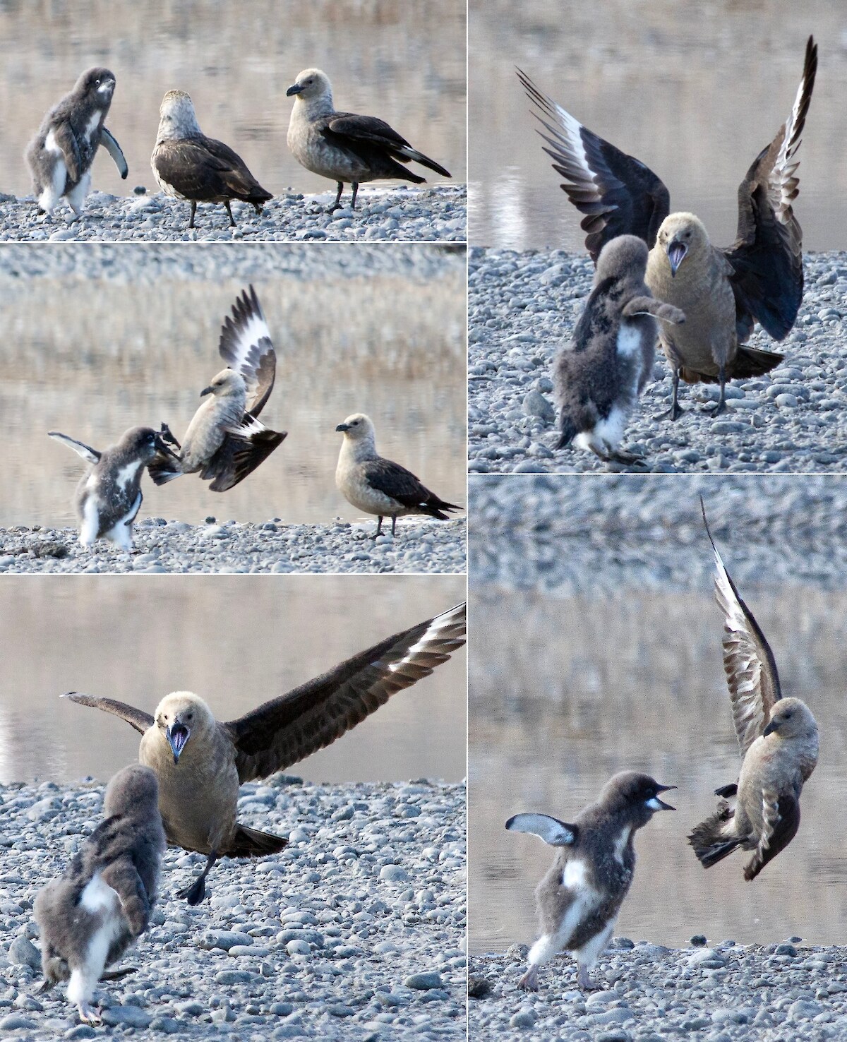 A fearless Adélie penguin chick fights off two South Polar skuas (above) and then takes shelter with humans (photo below). © Dr Regina Eisert.