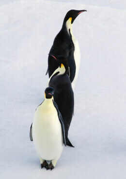 Emperor Penguins. Photograph: Dr Regina Eisert.