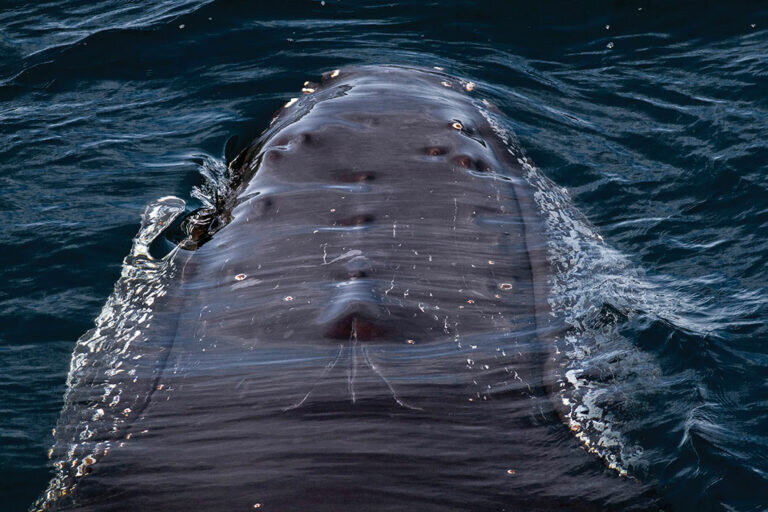 Paikea (humpback whale). Photograph Supplied: Dr Regina Eisert.