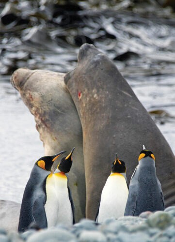 King penguins and juvenile ihi koropuku (elephant seals) at Macquarie Island. Photograph Colin Aitcheson.