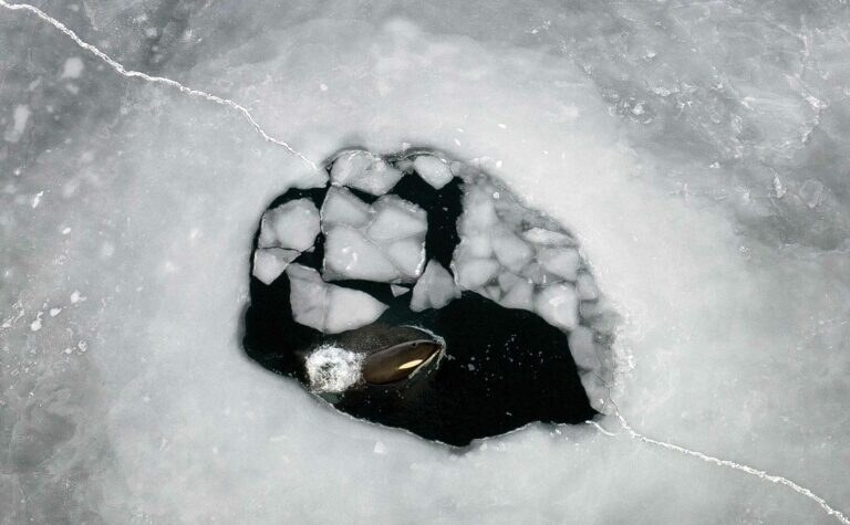 Killer whale in the sea ice. Photograph: Colin Aitheson.