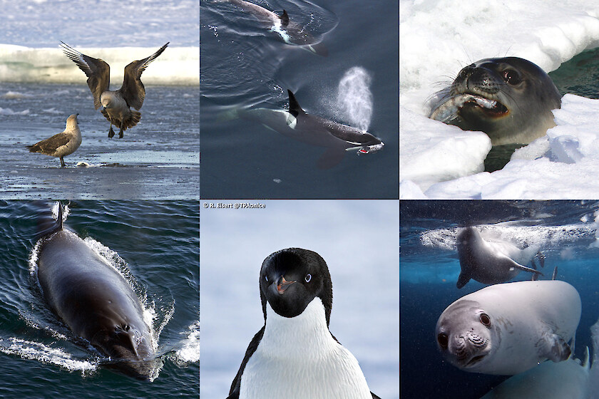 Key top predators in the Ross Sea. Clockise from Top left: South polar skua, Type-C killer whale and Antarctic toothfish, Weddell seal and Pagothenia borchgrevinki, crabeater seal, Adélie penguin, and minke whale. Photos: P.H. Ensor (killer whale), R. Currey (minke whale), R. Eisert