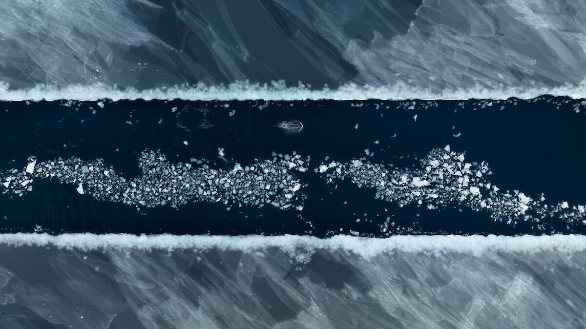 Antarctic Type-C killer whales (kākahi) travel along a channel made by the expedition ship in the newly refrozen sea ice. McMurdo Sound, Ross Sea, February 2023. Image by Colin Aitchison