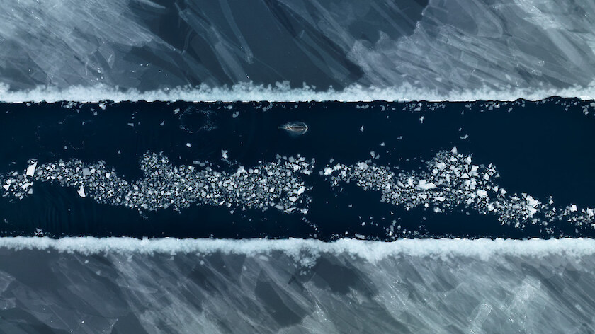 Antarctic Type-C killer whales (kākahi) travel along a channel made by the expedition ship in the newly refrozen sea ice. McMurdo Sound, Ross Sea, February 2023. Image by Colin Aitchison