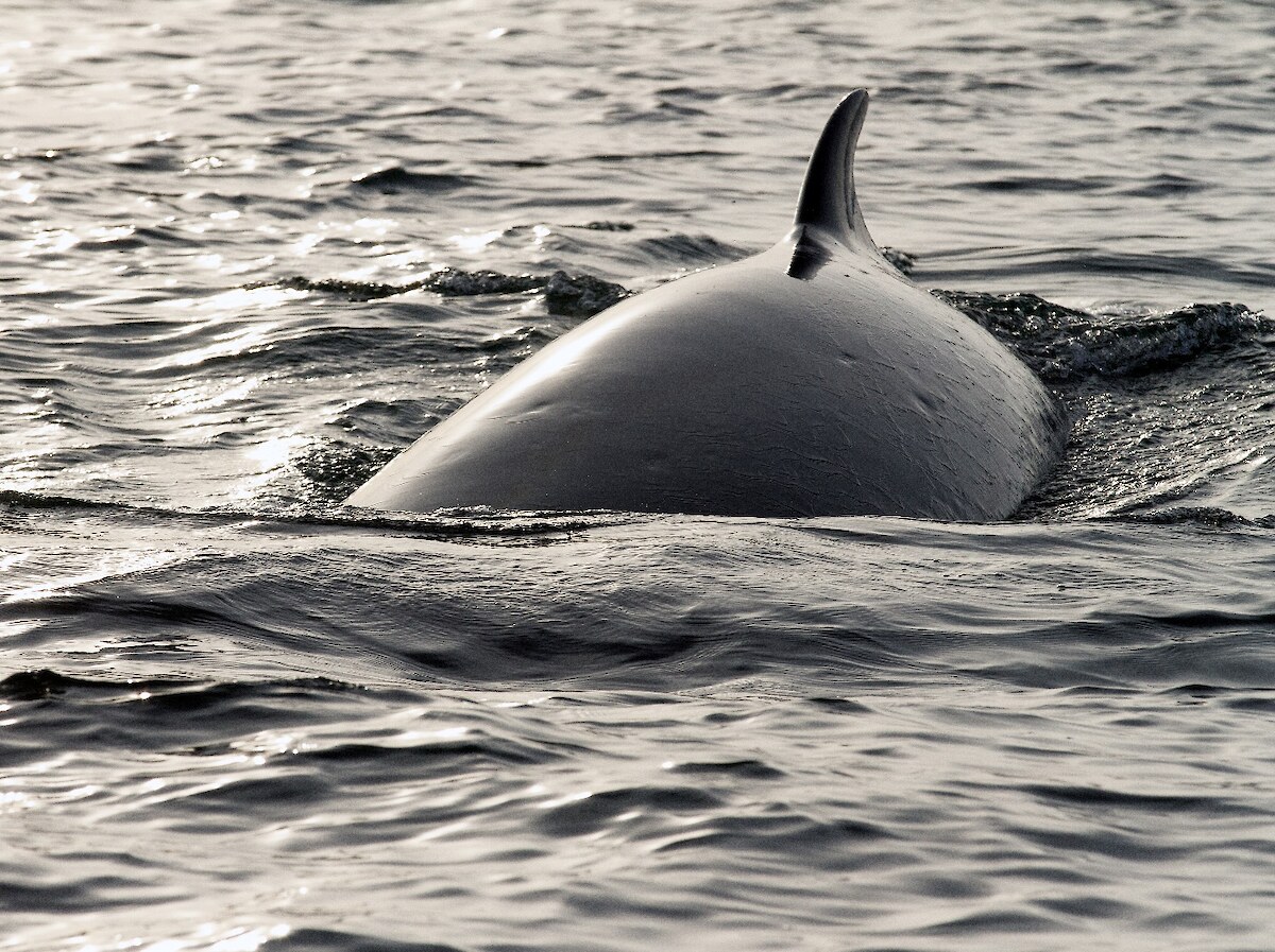 Minke whale sighted at the Drygalski Ice Tongue Antarctica - Photo credit Dr Regina Eisert