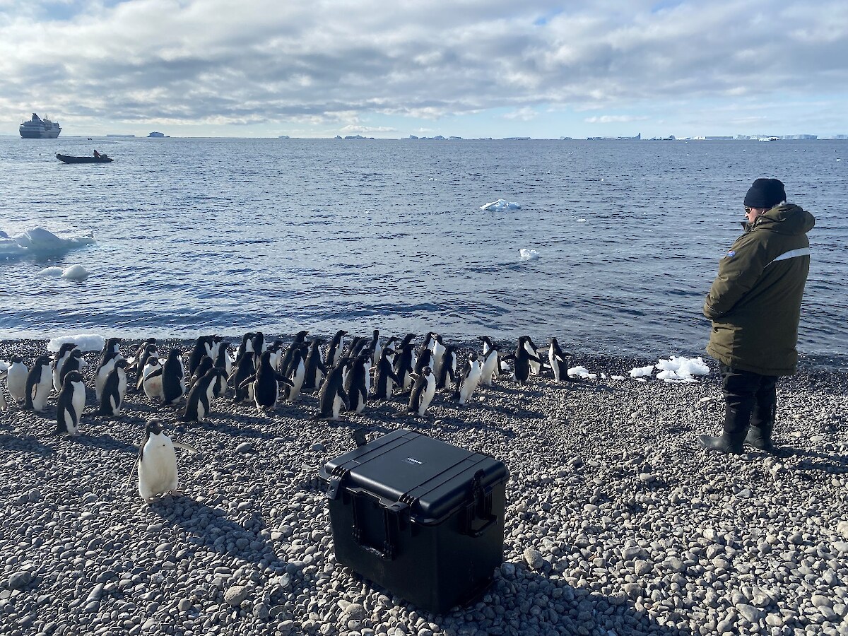 Karlee Nicholas on penguin patrol duties. Making sure the inquisitive Adelie penguins don’t get too close to the drone - Photo Credit Hokonui Rūnanga.