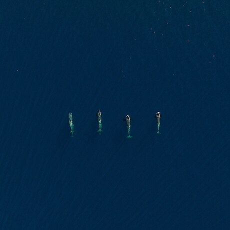 Aerial view of a pod of Antarctic Type B orca at Cape Royds Antarctica - Photo Credit C. Aitchison, Skyworks UAS