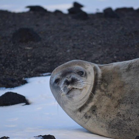 Weddell Seal at Cape Evans Antarctica - Photo Credit Hokonui Rūnanga.