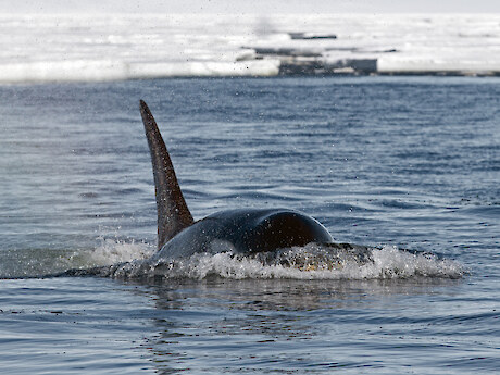 Operating in a zodiac provided by Heritage Expeditions, the Murihiku Team had the opportunity to come face to face with the killer whales like this magnificent adult male. Photo: Regina Eisert