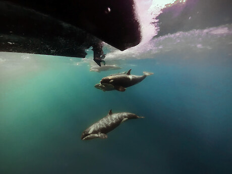 As part of the scientific research programme, killer whales are filmed underwater. Here they are having a closer look at the underside of the zodiac. Photo: Murihiku ki Te Tonga