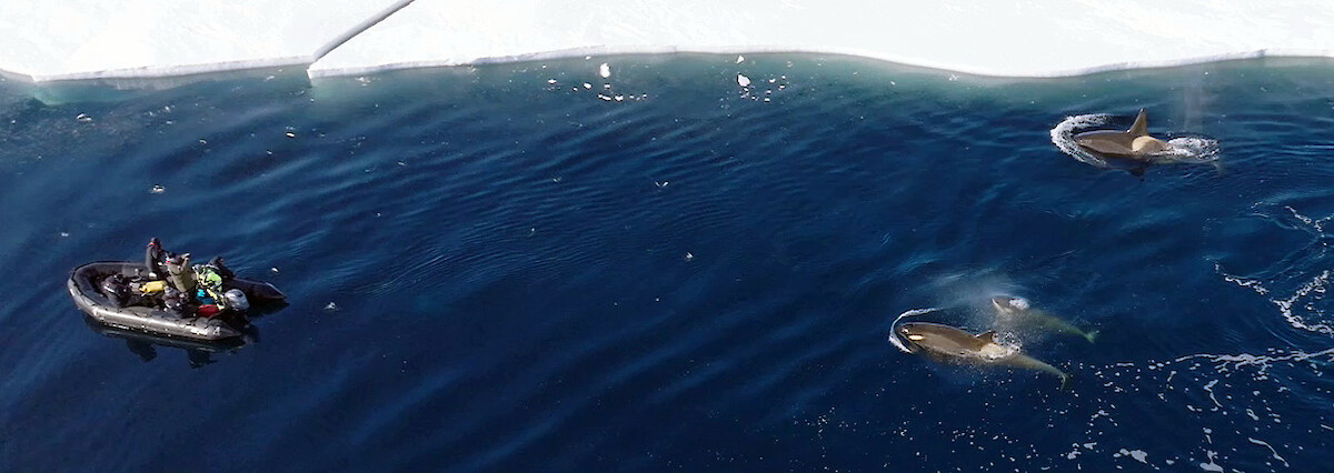 Curious Antarctic Type-C killer whales head towards the Murihiku zodiac (far left) to have a look at their visitors. Photo: Colin Aitchison