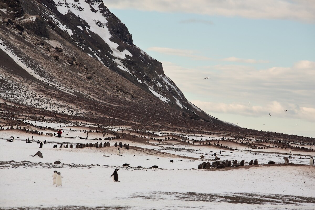 The penguin colony on Franklin Island extending up the hillside. Photo Credit C. Aitchison, Skyworks UAS