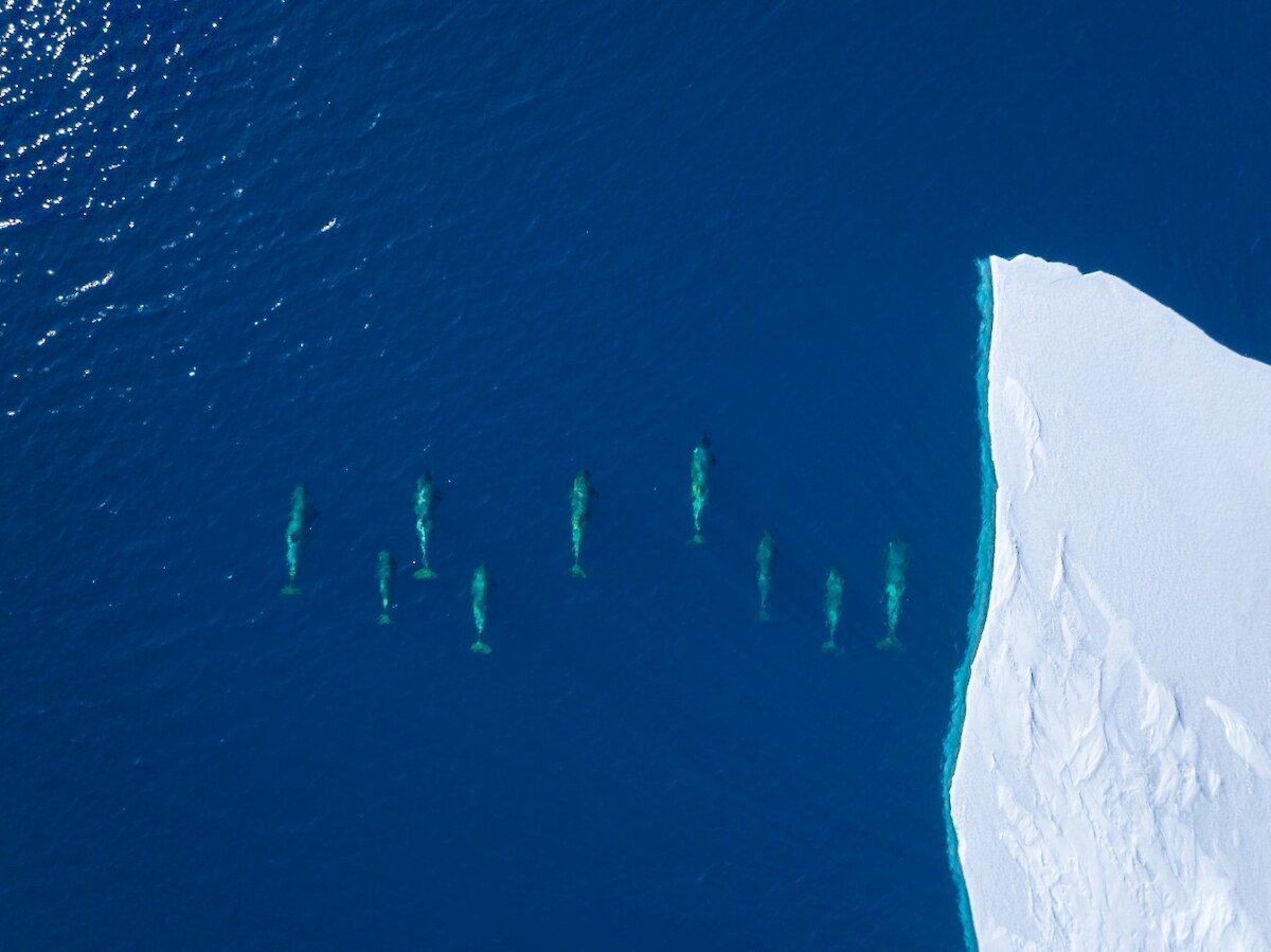 Aeiral view of an orca pod along the Ross Ice Shelf. Photo Credit C. Aitchison, Skyworks UAS