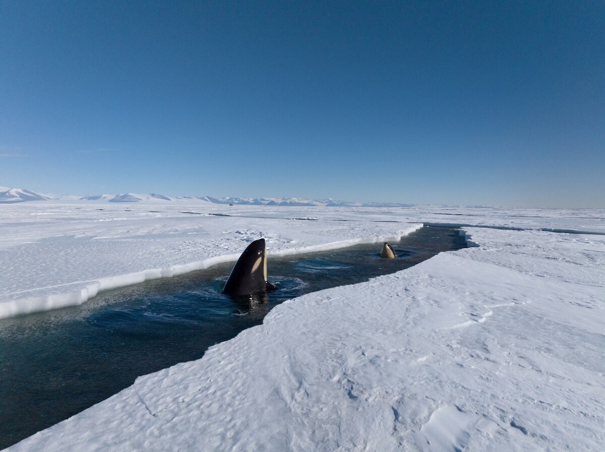 Orca “sky hopping” along a crack in the Ross Ice Shelf. Photo Credit C. Aitchison, Skyworks UAS