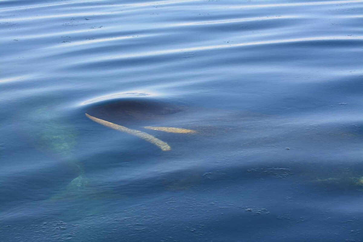 Orca just before breaching. Photo Credit Hokonui Rūnanga.