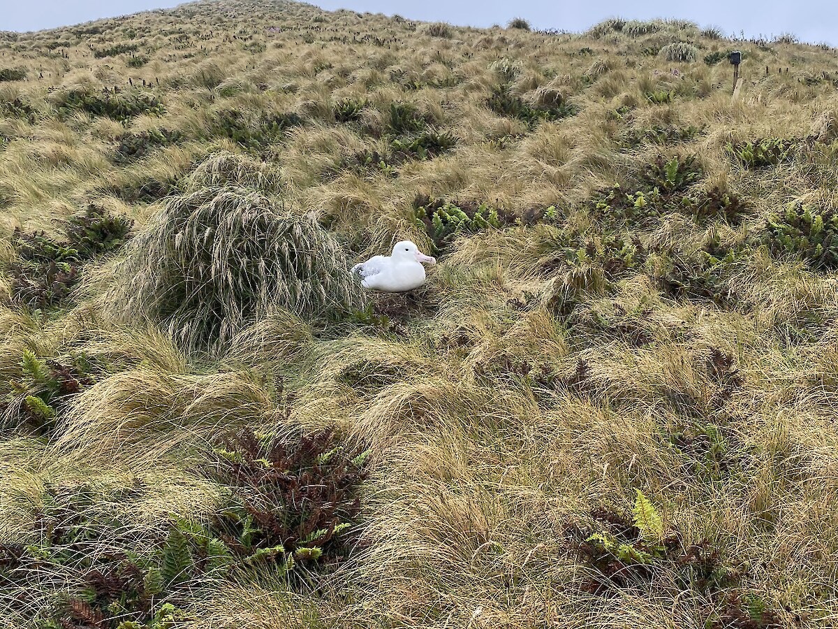 Southern Albatross on nest. Campbell Island – Photo Credit Hokonui Rūnanga.