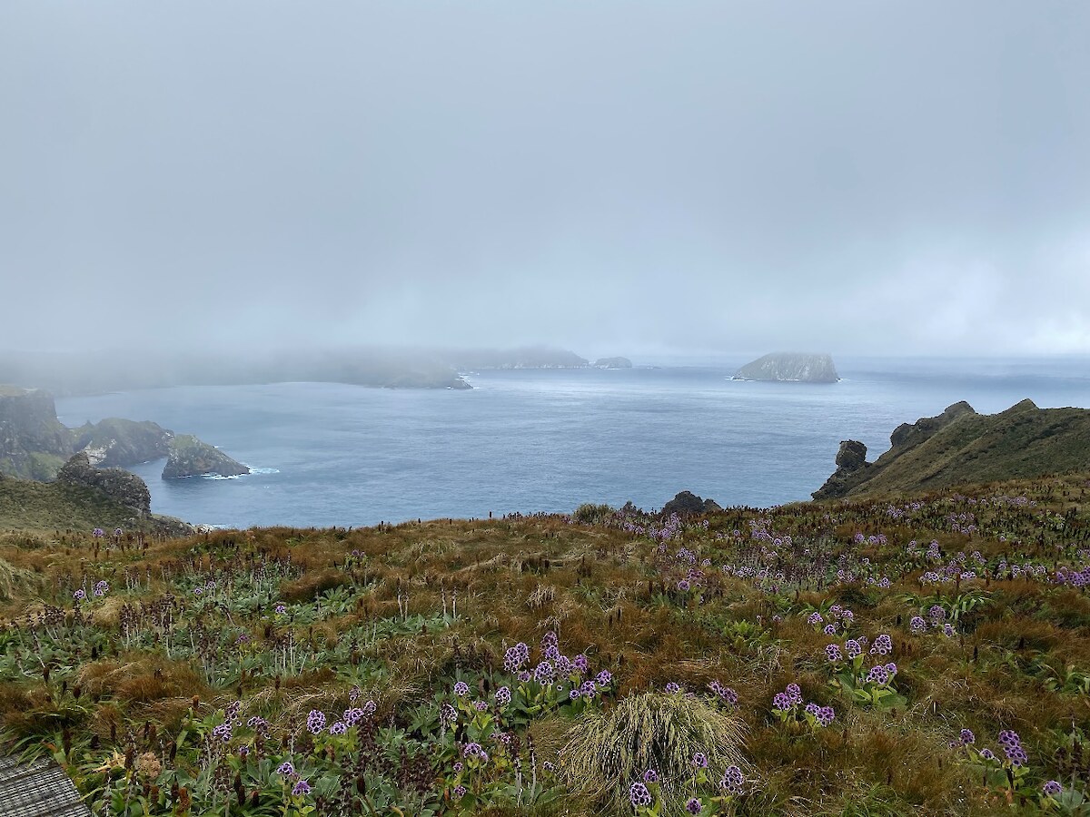 View from the top of Col Lyall walk with Dent Island in the background and Bulbinella rossii flowering in the foreground – Photo credit Hokonui Rūnanga.