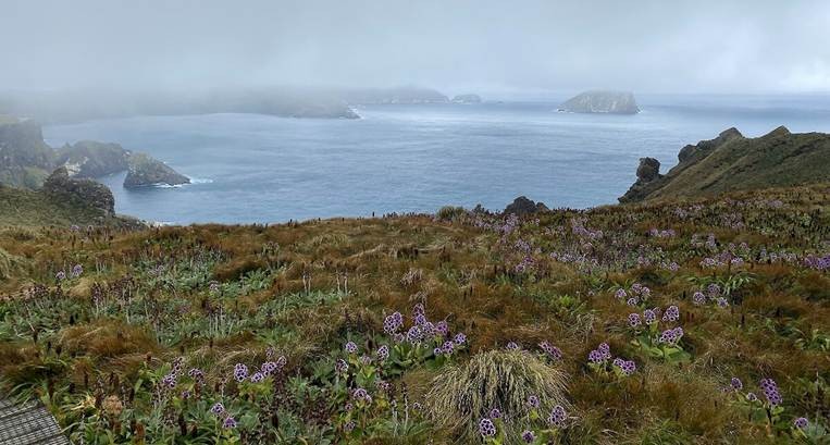  View from the top of Col Lyall walk, Cambell Island with Dent Island in the background and Pleurophyllum speciosum  flowering in the foreground.  Photo credit Hokonui Rūnanga.