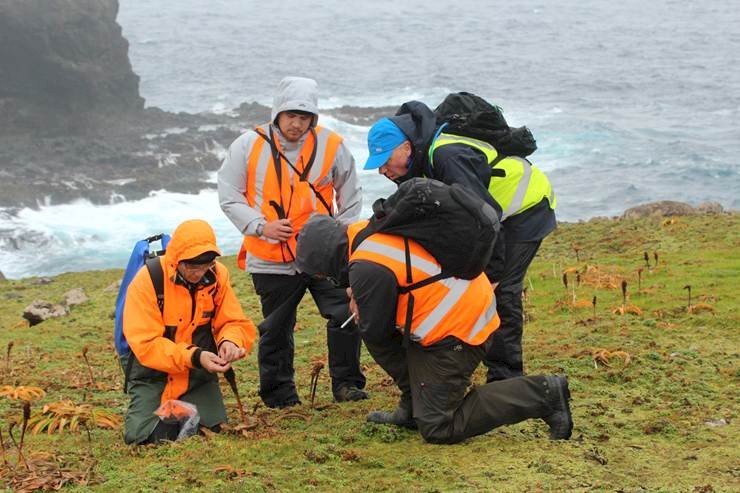 Brian Rance demonstrating correct Gentianella sampling techniques on Enderby Island with Ali Harrison, LTCDR Nigel Finnerty, and Riki Parata. Photo by Vanessa Horwell.