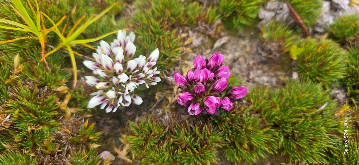 Gentianella cerina specimens collected during the trip. Photo by Riki Parata